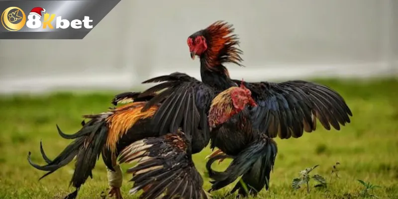 8kbet Trực Tiếp Đá Gà Tre Mới Nhất Xem trực tiếp đá gà tre tại đâu và như thế nào?