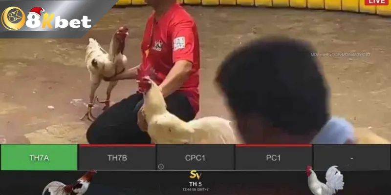 8KBET Đá Gà Trực Tiếp Kinh Nghiệm Cho Tân Thủ Lựa Chọn Trải nghiệm xem trực tiếp đá gà trực tiếp Thomo cực an toàn