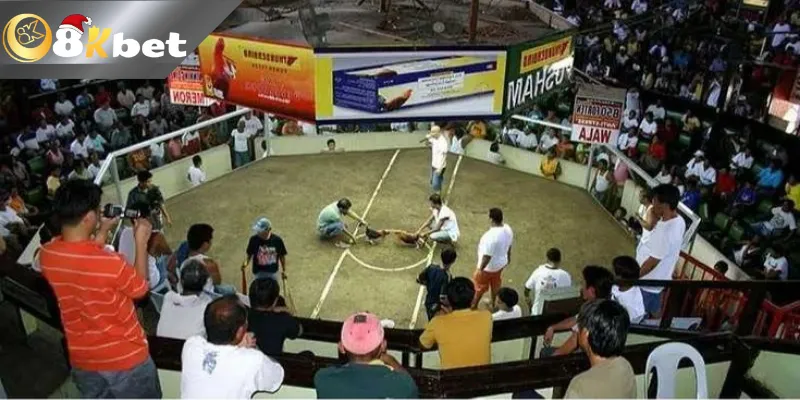 8KBET Đá Gà Trực Tiếp Kinh Nghiệm Cho Tân Thủ Lựa Chọn Đôi nét về đá gà trực tiếp